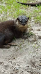 Otter 11