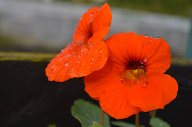 Nasturtium