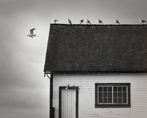 birds on a rooftop...