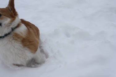 corgi snow mid jump by gorbetd