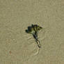 algae love 2