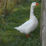 White goose stock