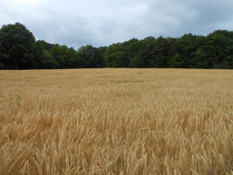 Cornfield wheat field stock 1