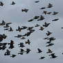 Flock of birds stock 1