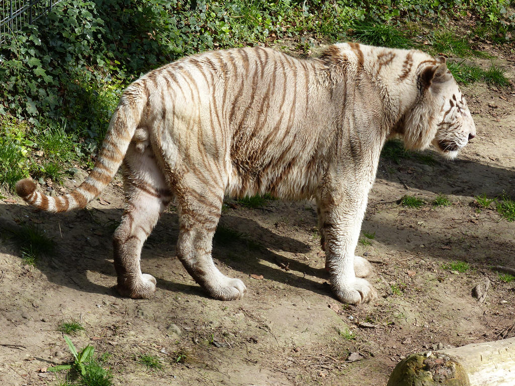 White tiger stock 1