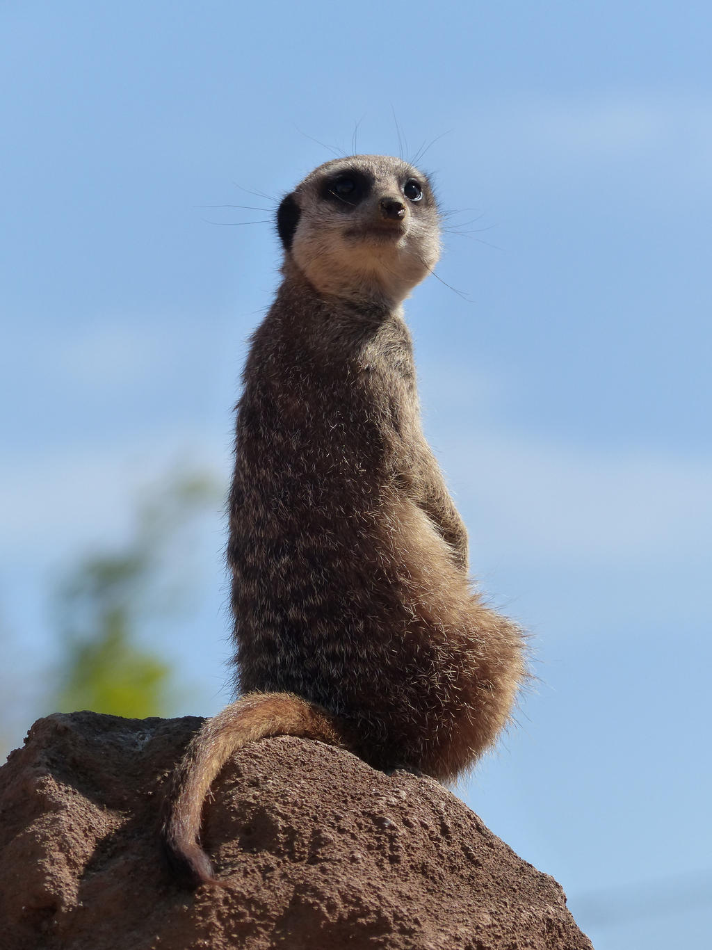 Meerkat stock 3