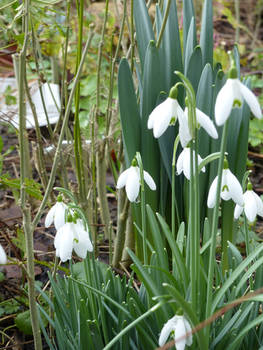 Snowdrop stock 4