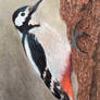 woodpecker