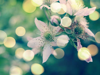 apple flowers