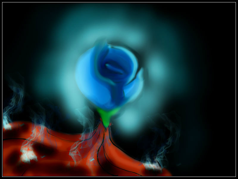 A Beautiful Rose...