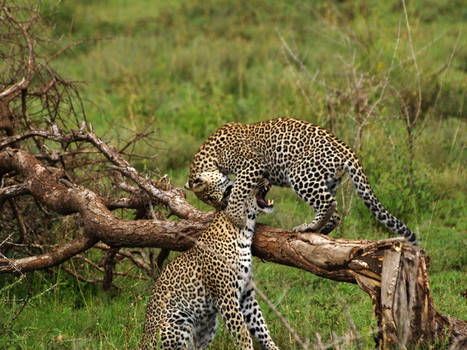 Leopards play fighting
