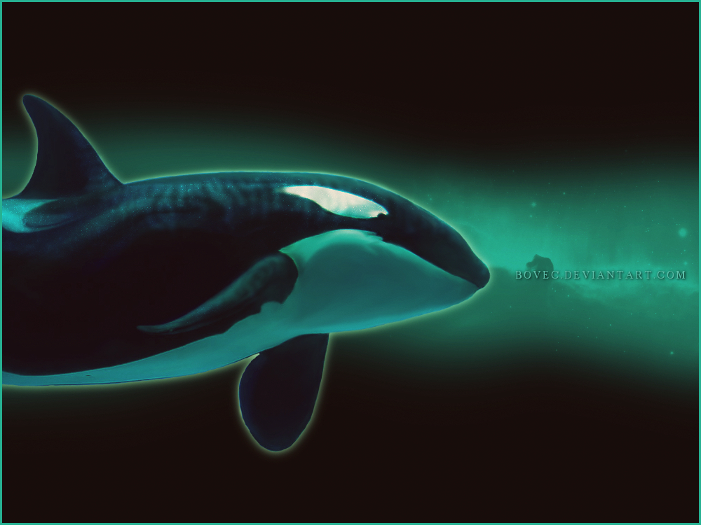 Space Orca