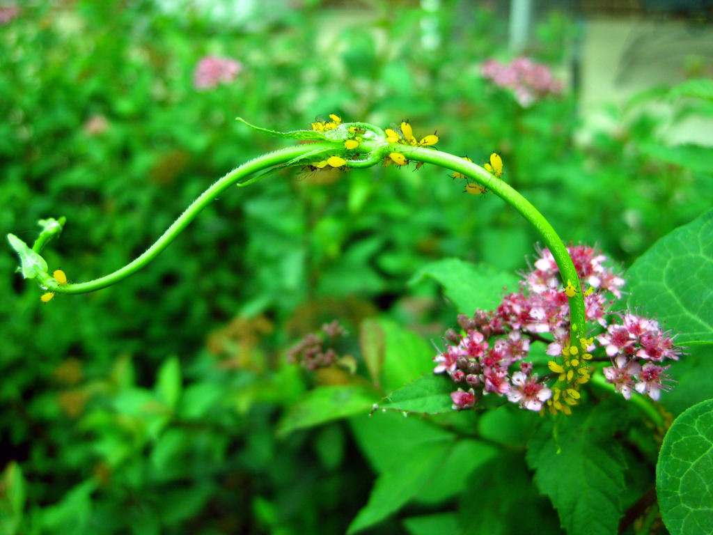 Teeny Yellow Bug People