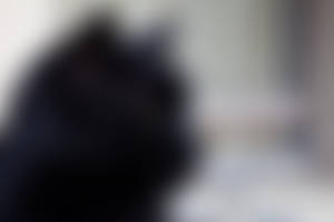 Dark Feline stock 11