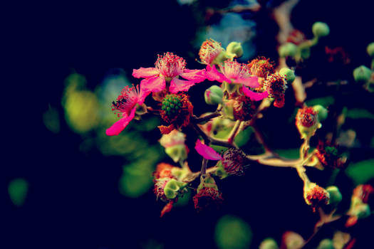 Flower with pink