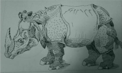 Durer's Rhino