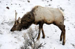 Wapiti Wishing for the End of Winter by drigulch