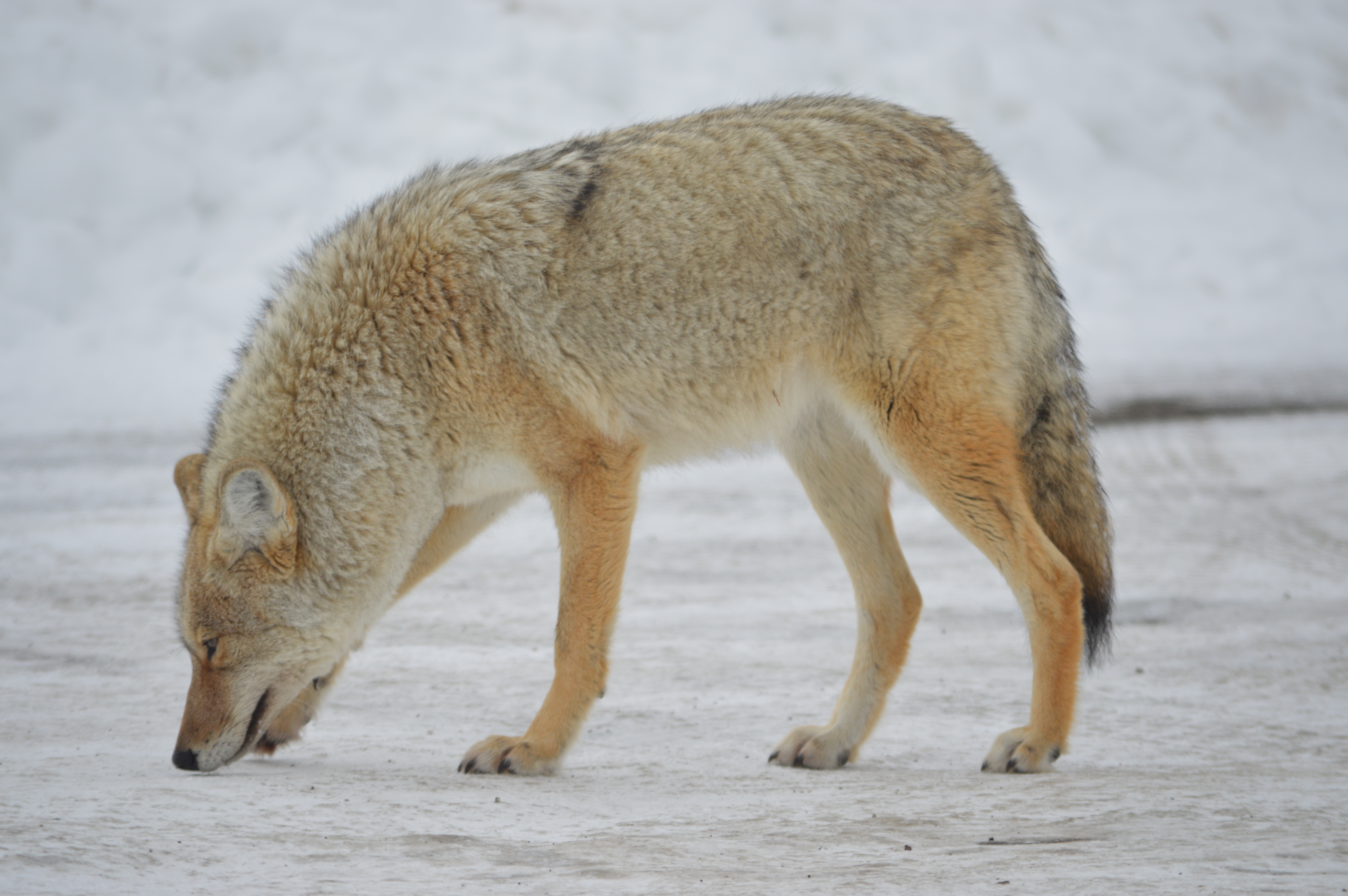 Coyote Takes Olfactory Offense