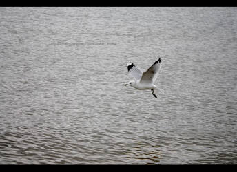 Mouette en plein vol