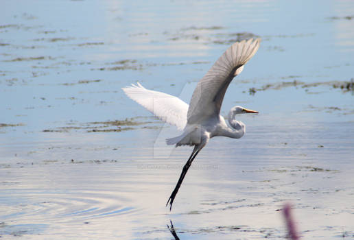 Great Egret in Flight II