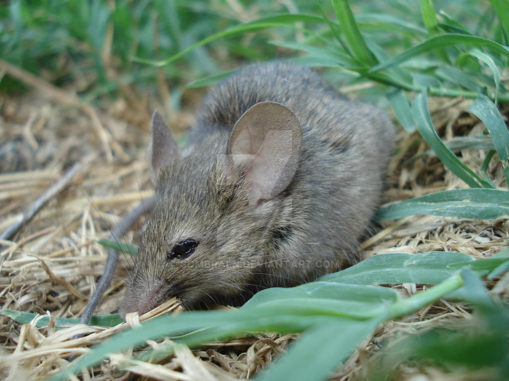 Raton by SombraLN on DeviantArt