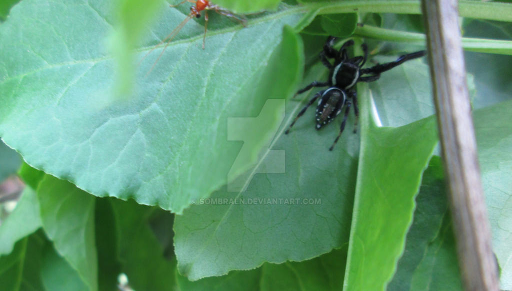 Pseint Insecto Insecto 5 by SombraLN on DeviantArt