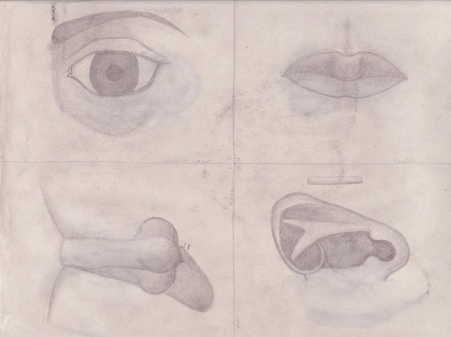 Facial Features-Art 1 by arrowon on DeviantArt