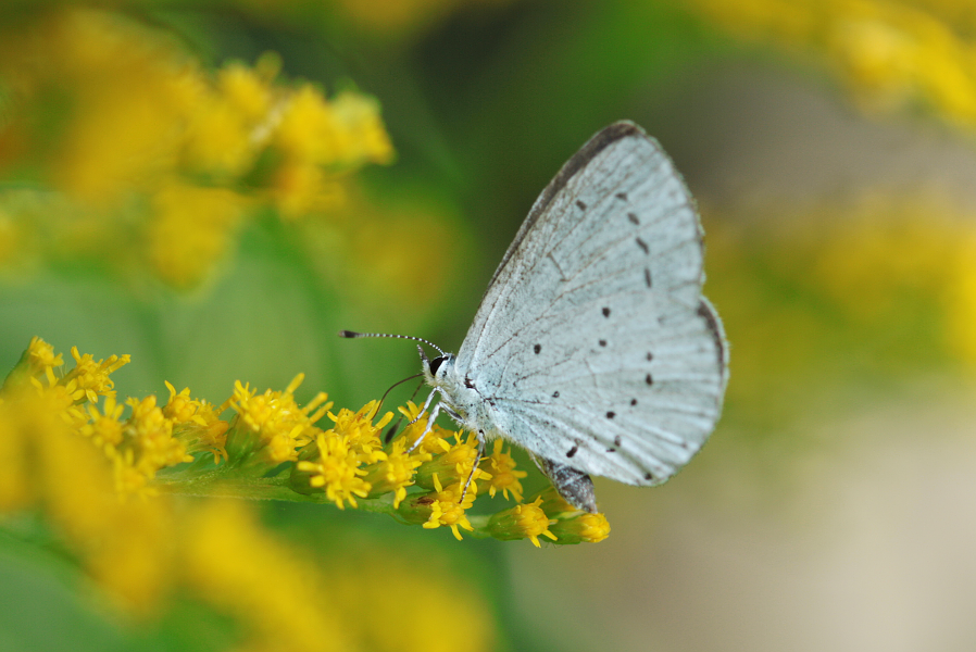 Holly Blue