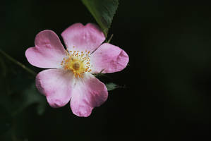 Dog Rose