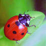 ladybug