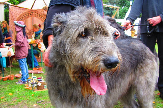 Wolfhound