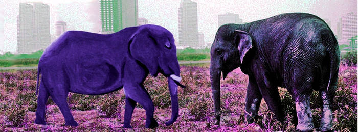 Purple Elephant