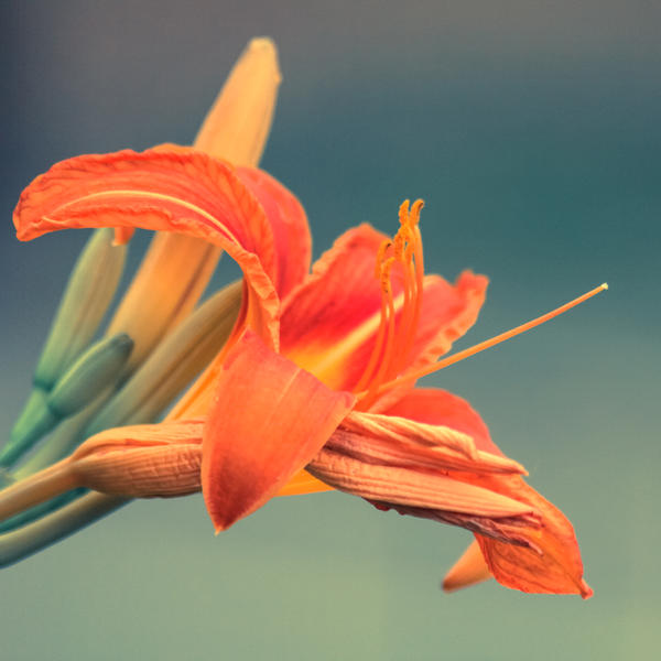 Flowering In Central Park