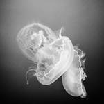 Jellies by jonniedee