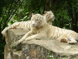 white tigers