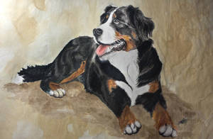 Bernese Mountain Dog