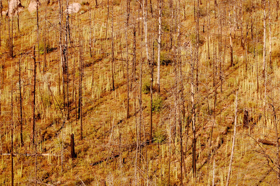 Mountainside Painting