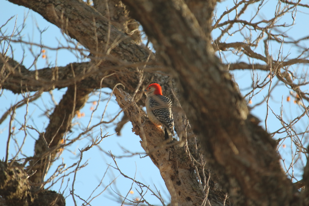 Woodpecker 1