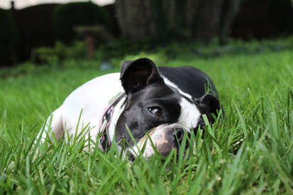 Boston in the Grass