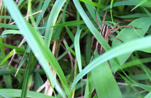 Spider in the Grass