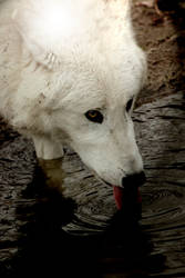 White Wolf