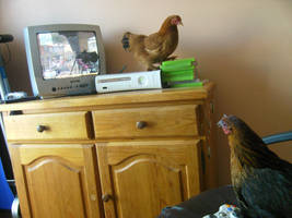 Chickens playing xbox360?