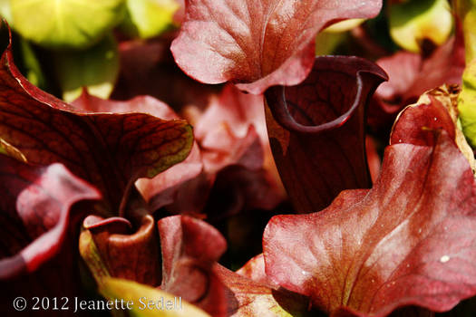 Carnivorous Red Pitcher