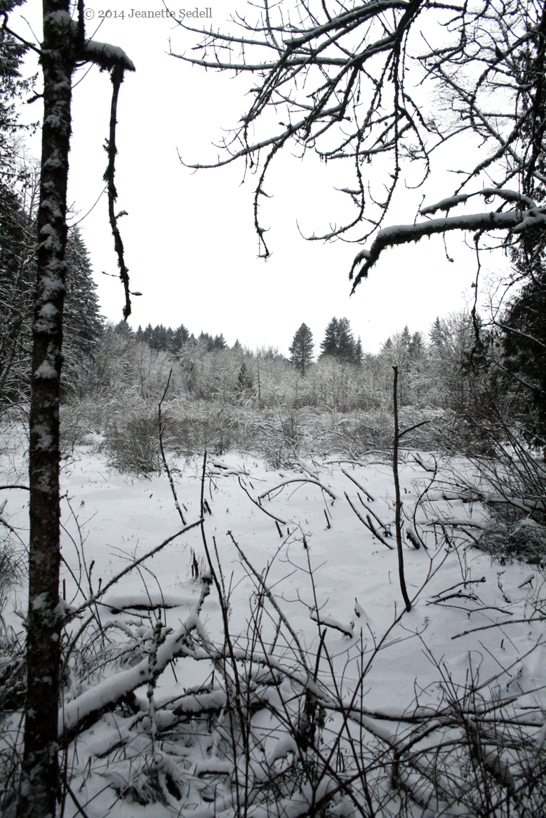 Winter Marsh