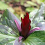 Red Trillium Jackson Bottom Wetlands