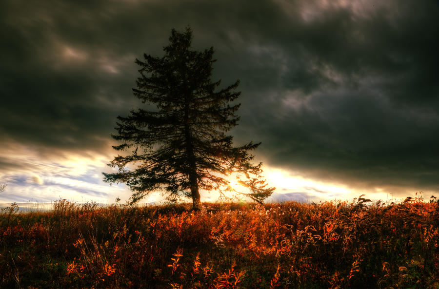 Autumn Ferns on Fire