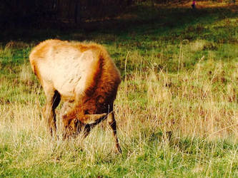 Lone Elk Park