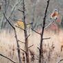 Kentucky Bluebird (2015) - Seth Proffitt