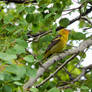 The Yellow Warbler's Morning Watch