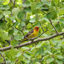 A Citrine Songbird's Solitude(Seth Proffitt, 2019)